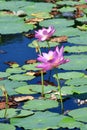 Komarov Lotus, or nut-bearing Lotus Nelumbo komarovii, Nelumbo nucifera on a small lake in the village of Novogordeevka. Anuchin