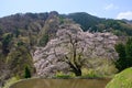Komatsunagi no Sakura
