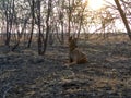 kombai dog in the jungle with reflecting sunlight