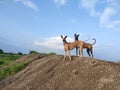 Kombai and kanni(chippiparai)dog-Portrait against blue sky. Indian dog breeds landscape shot Royalty Free Stock Photo