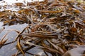 Kombu seaweed field in low tide Royalty Free Stock Photo