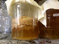 Kombucha brewing in a large jar, with SCOBY (mother)