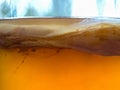 Kombucha fungus close up texture. Organic fermented tea drink