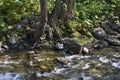 Komissarovka river near Vestochka. Russia Royalty Free Stock Photo