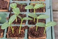 Komkommer cucumber plants in a breeding tray Royalty Free Stock Photo