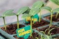 Komkommer cucumber plants in a breeding tray Royalty Free Stock Photo