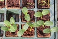 Komkommer cucumber plants in a breeding tray Royalty Free Stock Photo