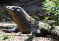 Komodo Royalty Free Stock Photo