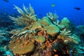Komodo Coral Reef
