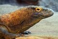 Komodo Dragon Royalty Free Stock Photo