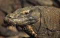 Komodo dragon Royalty Free Stock Photo