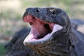 Komodo Dragon. Royalty Free Stock Photo