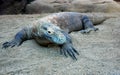 Komodo Dragon