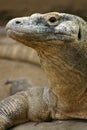 Komodo Dragon Royalty Free Stock Photo