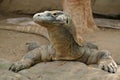 Komodo Dragon Royalty Free Stock Photo