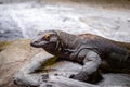 Komodo Dragon stand on the rock.