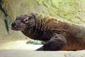 Komodo dragon, also known as the Komodo monitor, is a member of the monitor lizard family Varanidae that is endemic to the