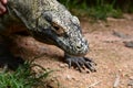 Komodo dragon. Hartley`s Crocodile farm. Wangetti. Shire of Douglas. Queensland. Australia