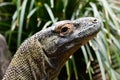 Komodo dragon head. Hartley`s Crocodile farm. Wangetti. Shire of Douglas. Queensland. Australia