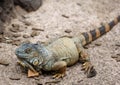 The Komodo dragon calmy sitting on the ground Royalty Free Stock Photo