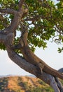 Komodo dragon climbed a tree. Very rare picture. Indonesia. Komodo National Park.