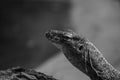 Komodo Dragon close up