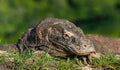 Komodo dragon. Close up portrait. Scientific name: Varanus komodoensis. Biggest living lizard in the world.  Natural habitat on Royalty Free Stock Photo