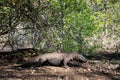 Komodo Dragon Crawling in Forest Royalty Free Stock Photo