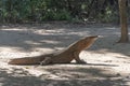 Komodo dragon lizard. Endemic wild predator. Hunting coldblooded aggressive dragon.