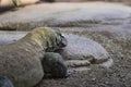 Komodo dragon head portrait resting on a stone