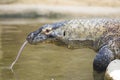 Komodo dragon drinking Royalty Free Stock Photo