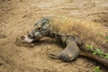 The Komodo dragon eating. Found in the Indonesian islands of Komodo, Rinca, Flores, Gili Motang, and Padar