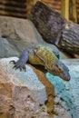 The Komodo dragon is a endemic to Indonesian islands Royalty Free Stock Photo