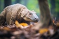 komodo dragon entering its burrow in forest area