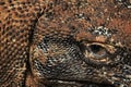 Komodo dragon eye and scales Royalty Free Stock Photo