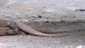 Two huge Komodo dragons on Komodo Island, Komodo national park. Indonesia