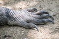 Komodo dragon foot