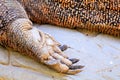 Komodo dragon foot