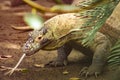 Komodo Dragon found in Indonesia
