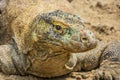 The Komodo dragon. found in the Indonesian islands of Komodo, Rinca, Flores, Gili Motang, and Padar