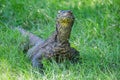 Komodo dragon in the grass Royalty Free Stock Photo