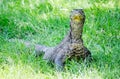 Komodo dragon in the grass Royalty Free Stock Photo