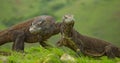 Komodo dragon is on the ground. Indonesia. Komodo National Park. Royalty Free Stock Photo