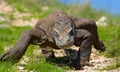 Komodo dragon is on the ground. Indonesia. Komodo National Park.