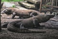Komodo Dragon the Heaviest Lizards on Earth Royalty Free Stock Photo