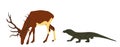 Komodo dragon hunting deer male vector illustration isolated. Huge antlers buck