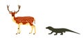 Komodo dragon hunting sika deer male vector illustration isolated.