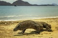 Komodo Dragon Indonesia Royalty Free Stock Photo