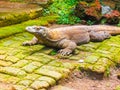 Komodo Dragon, Indonesia Royalty Free Stock Photo