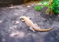 Komodo Dragon, Indonesia Royalty Free Stock Photo